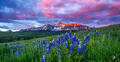 Wilson Wildflowers