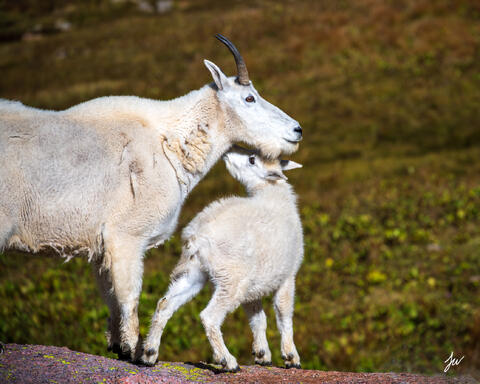 Mountain goat kiss in the Weminuche Wilderness in Colorado.