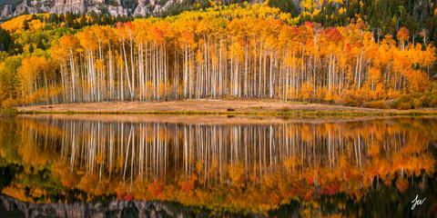 Aspens reflected in a lake in the fall in Colorado.