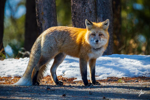 Red fox in Grand Teton National Park in Wyoming.