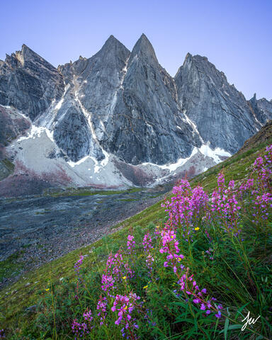 Wildflowers in Gates of the Arctic in Alaska.