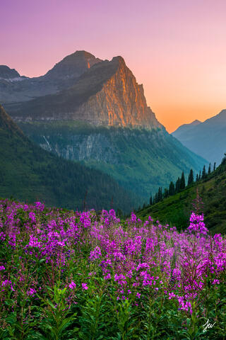 Wildflowers near Going to the Sun Road in Glacier National Park, Montana.