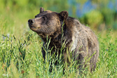 Grizzly bear in Bridger-Teton National Forest in Wyoming