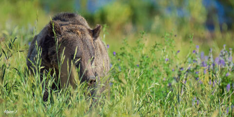 Grizzly bear in brush in Wyoming.