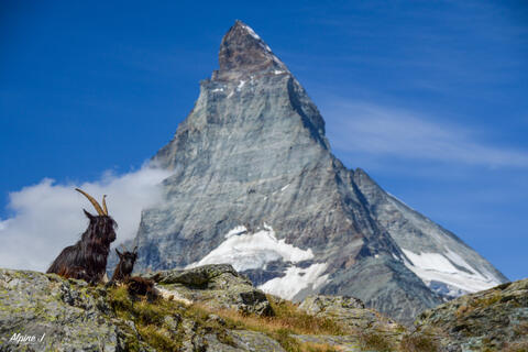 Swiss Alps