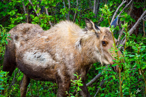 Moose in Denali National Park in Alaska.