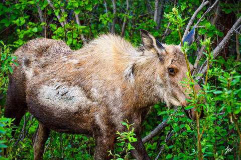 Moose in Denali National Park in Alaska.