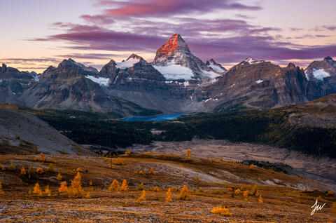 Mount Assiniboine sunrise with larches in Canada. 