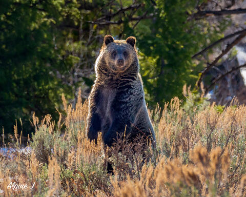 Grizzly bear standing up in the Tetons.