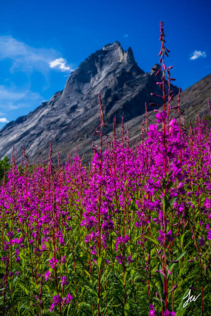 Wildflowers in Alaska.