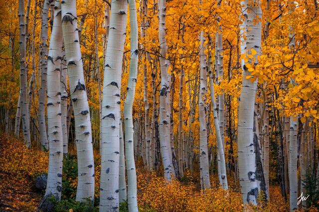 Aspen grove with golden autumn leaves in Colorado’s mountains.