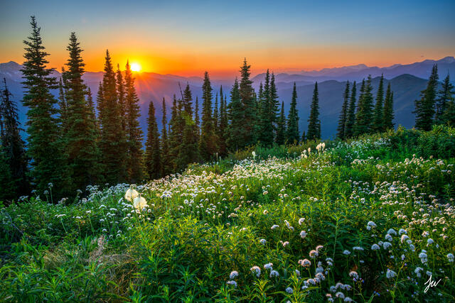 Beargrass at sunset in Glacier National Park.