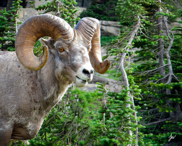 Bighorn sheep in Glacier National Park, Montana. 