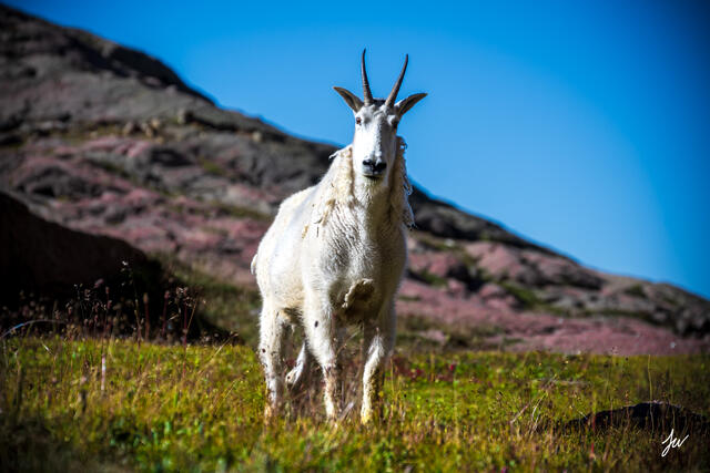 Mountain goat in Weminuche Wilderness in Colorado.