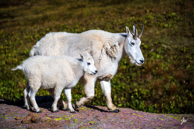 Mountain goats in Chicago Basin in Colorado.