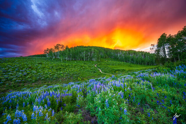 Crested Butte summer wildflower sunset.