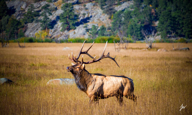 Elk in Rocky Mountain National Park in Colorado.
