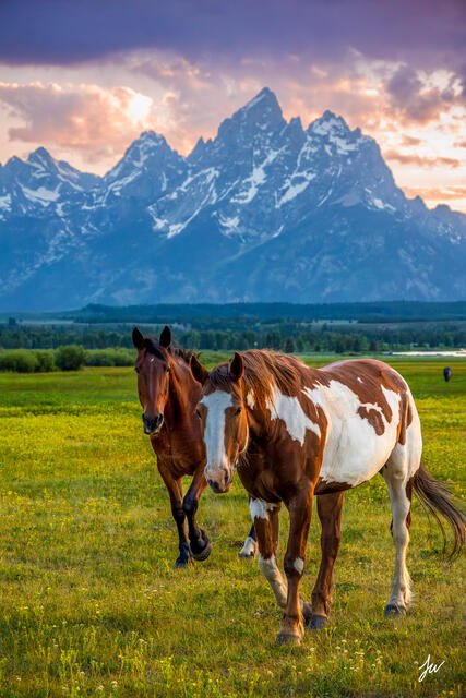 Portrait of a horse in front of the Grand Teton mountain range in Wyoming.