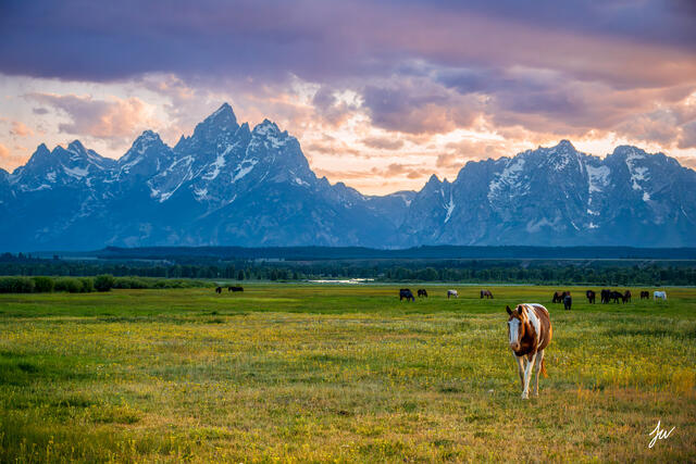 Wide view of grazing horses in front of the Grand Teton mountains in Wyoming.