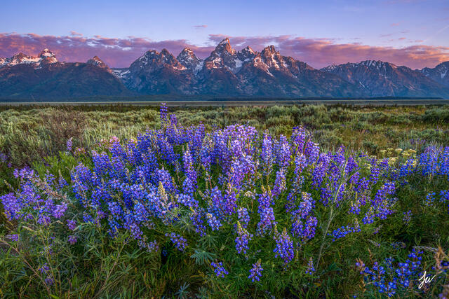 Field of purple lupine wildflowers in full summer bloom beneath the snowcapped Grand Teton mountains at sunrise.