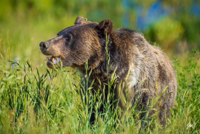 Grizzly bear roaming the brush in Wyoming.