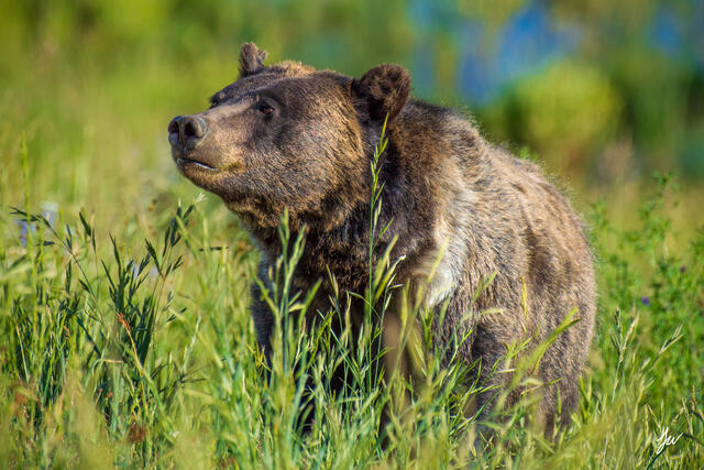 Grizzly bear in Bridger-Teton National Forest in Wyoming
