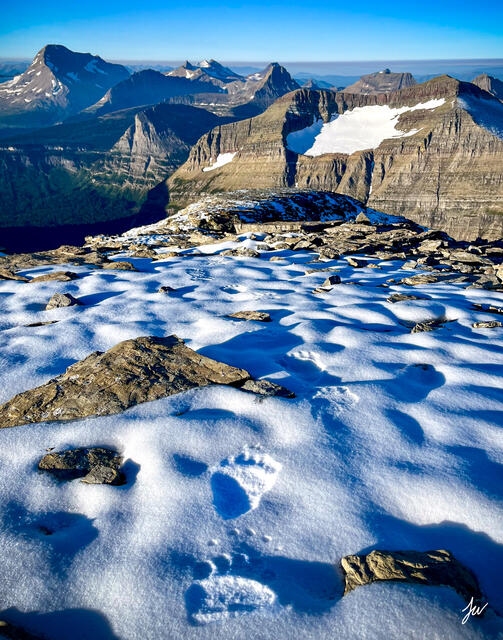 Grizzly bear tracks in snow in Glacier Park. 