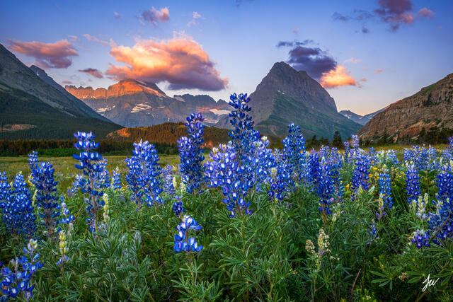 Lupine wildflowers in Glacier National Park.