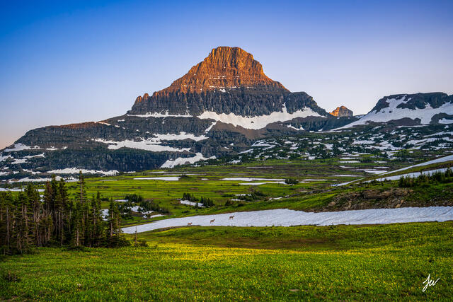 Summer flowers at Logan Pass in Glacier National Park.