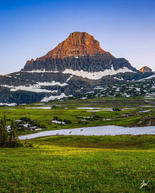 Summer lilies at Logan Pass in Glacier National Park.