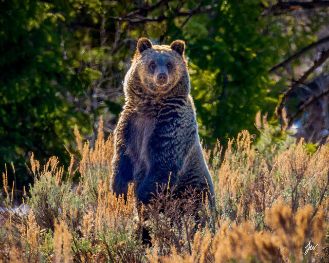 Grizzly bear standing up in the Tetons.