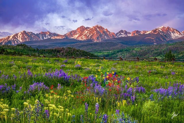 Summer wildflowers blooming in Summit County, Colorado with the Gore Range mountains in the background.