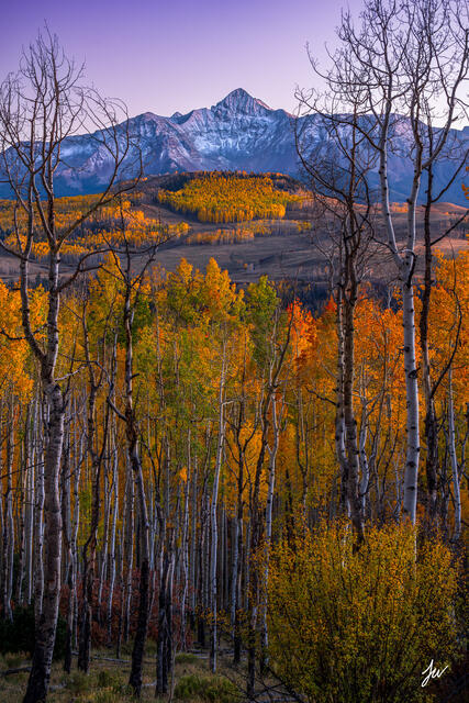 Golden autumn aspens below Wilson Peak in Telluride, Colorado, on a crisp fall day.