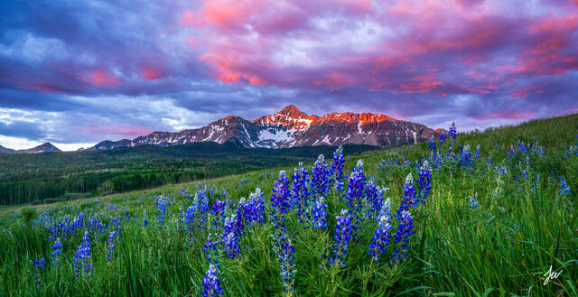 Wildflowers beneath WIlson Peak near Telluride, Colorado.
