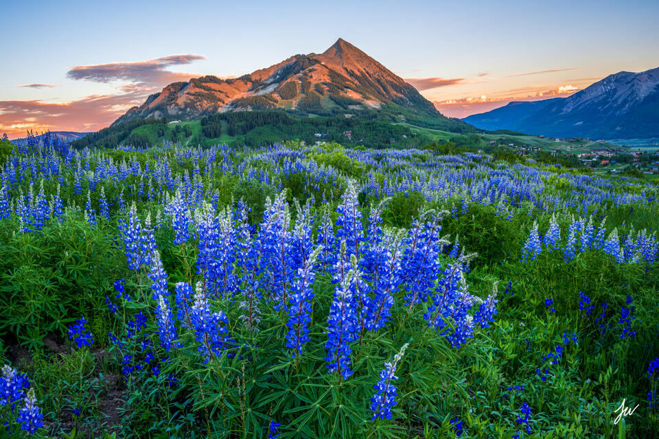 Colorado's Wildflower Capital print