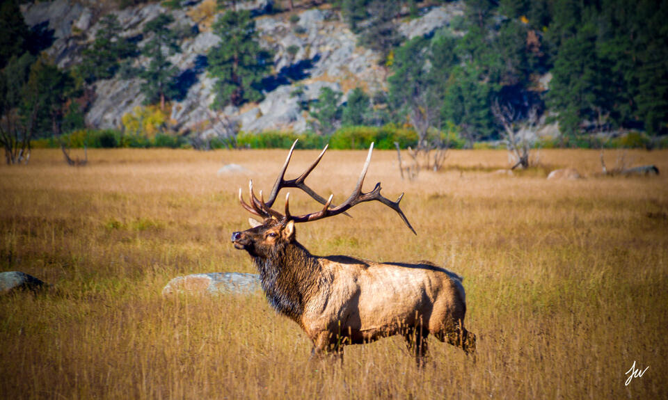 Rocky Mountain Elk print