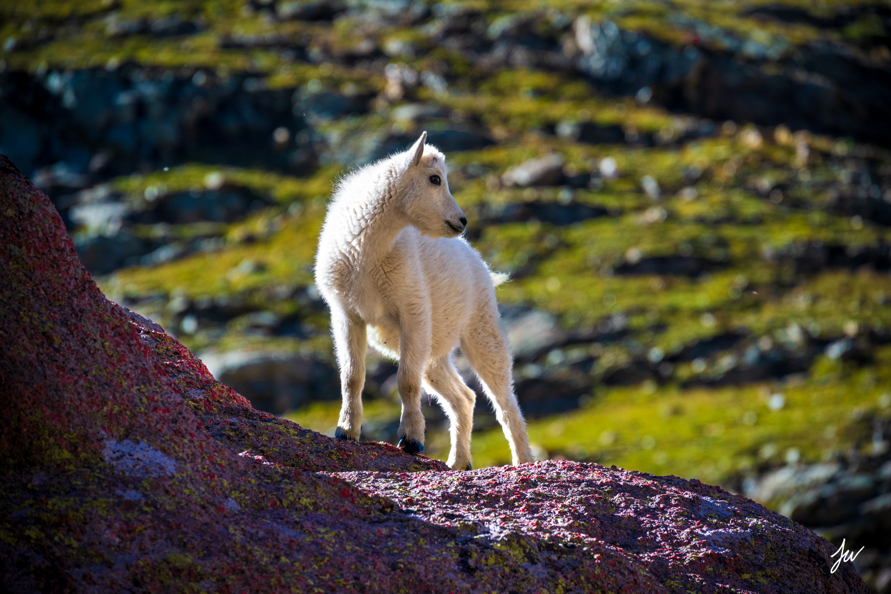 Baby mountain goat in Weminuche Wilderness in Colorado.