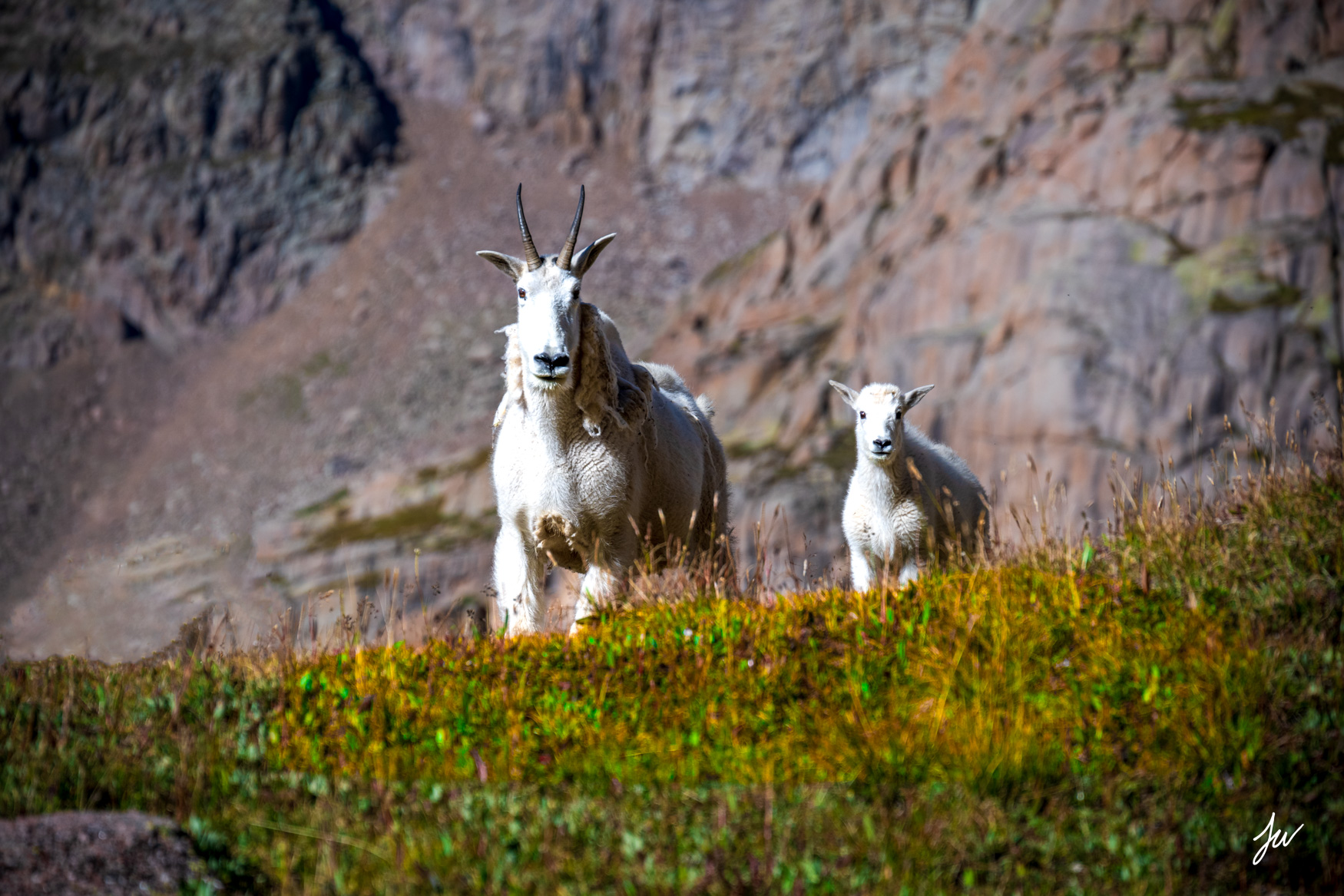 Mountain goats staring in Weminuche Wilderness in Colorado.
