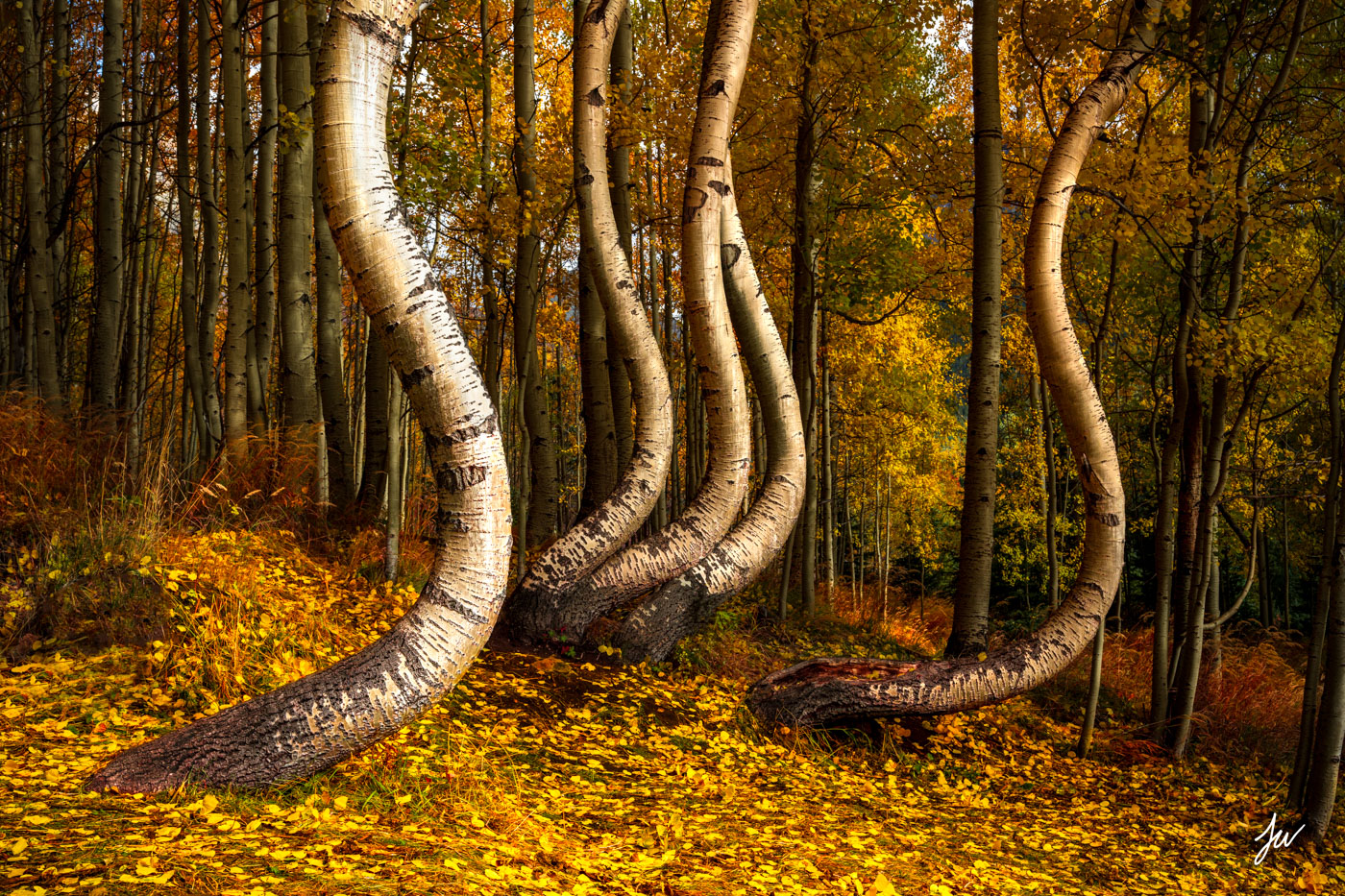 Aspen trees near Telluride, Colorado.