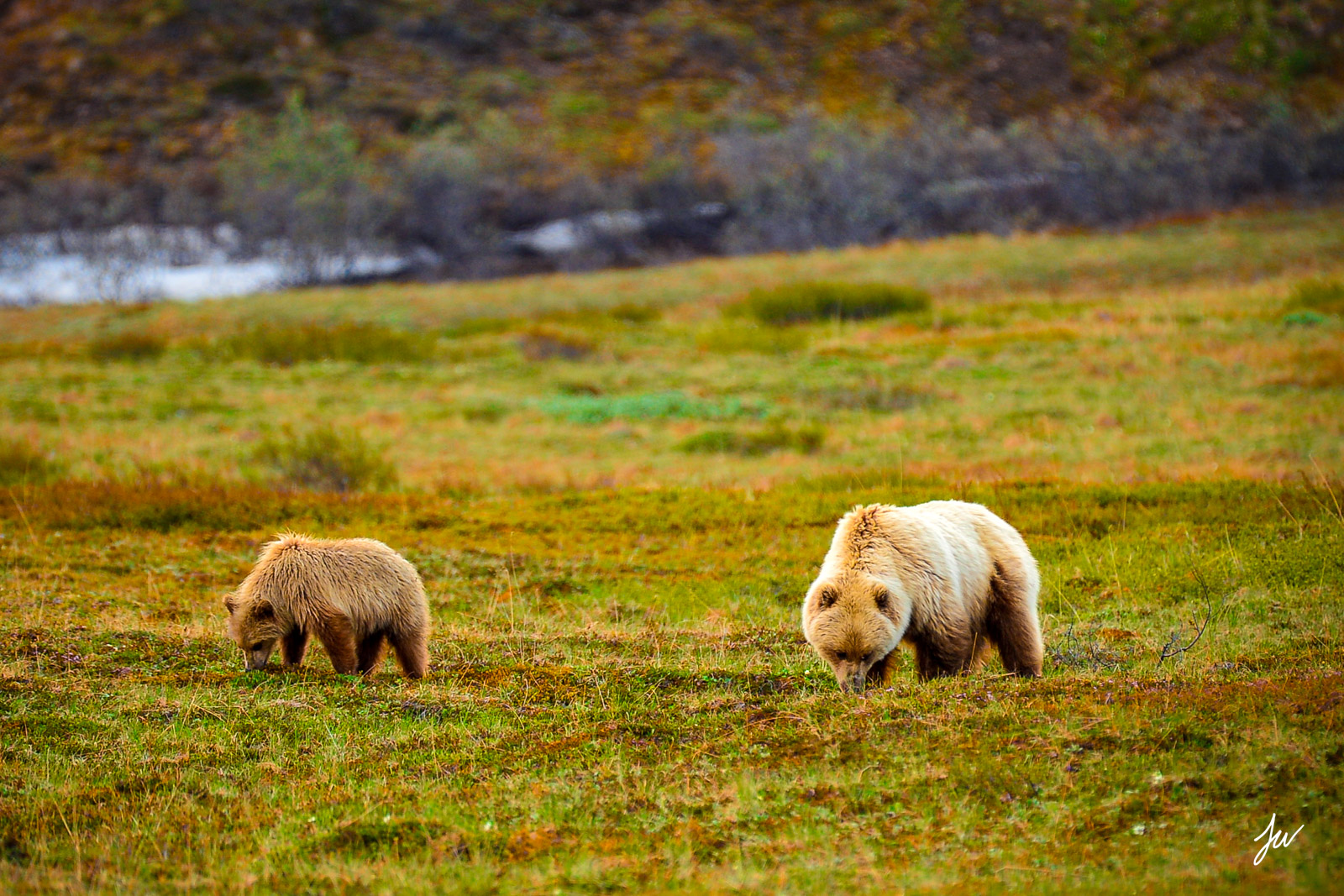 Grizzly bears in Denali National Park.