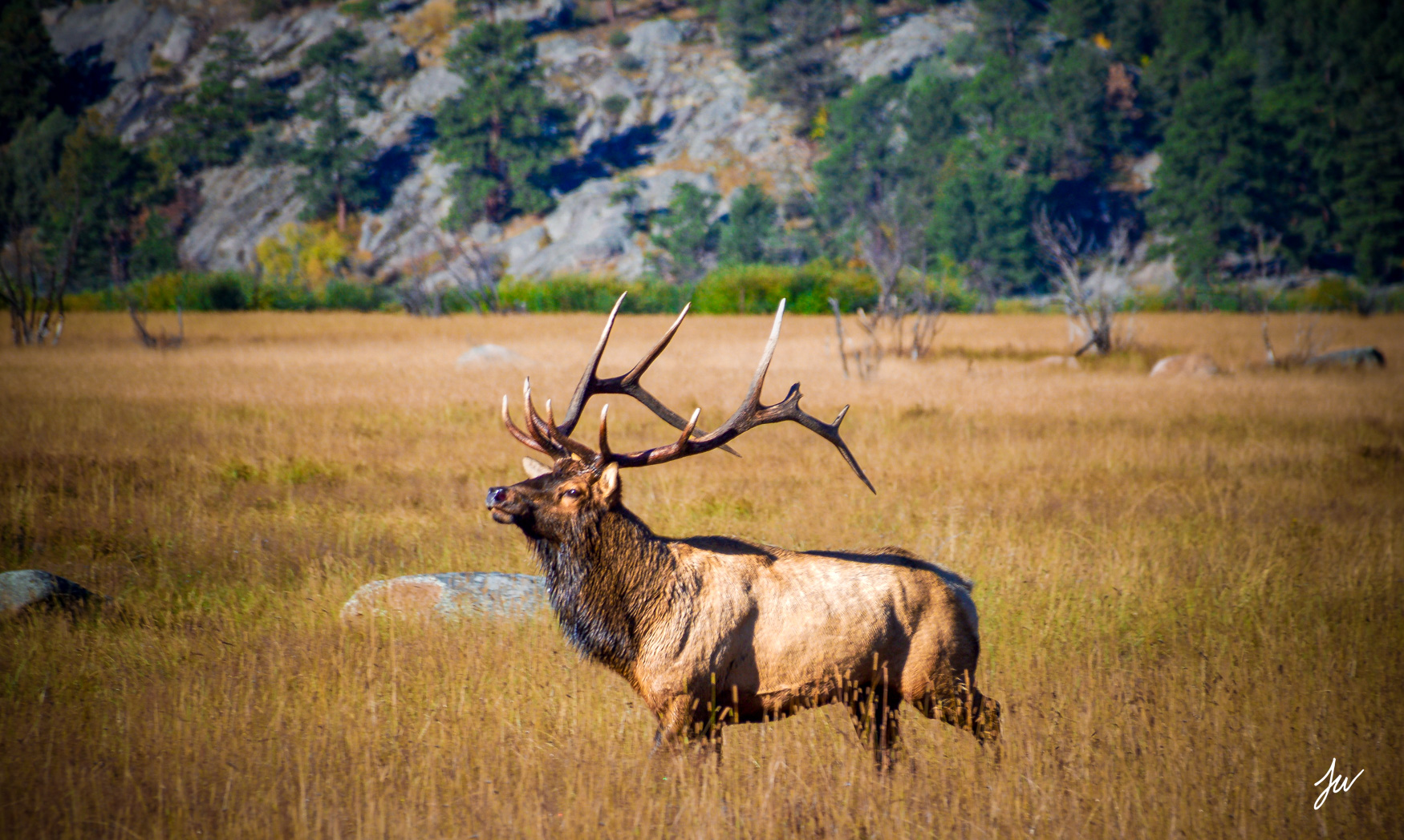 Elk in Rocky Mountain National Park in Colorado.