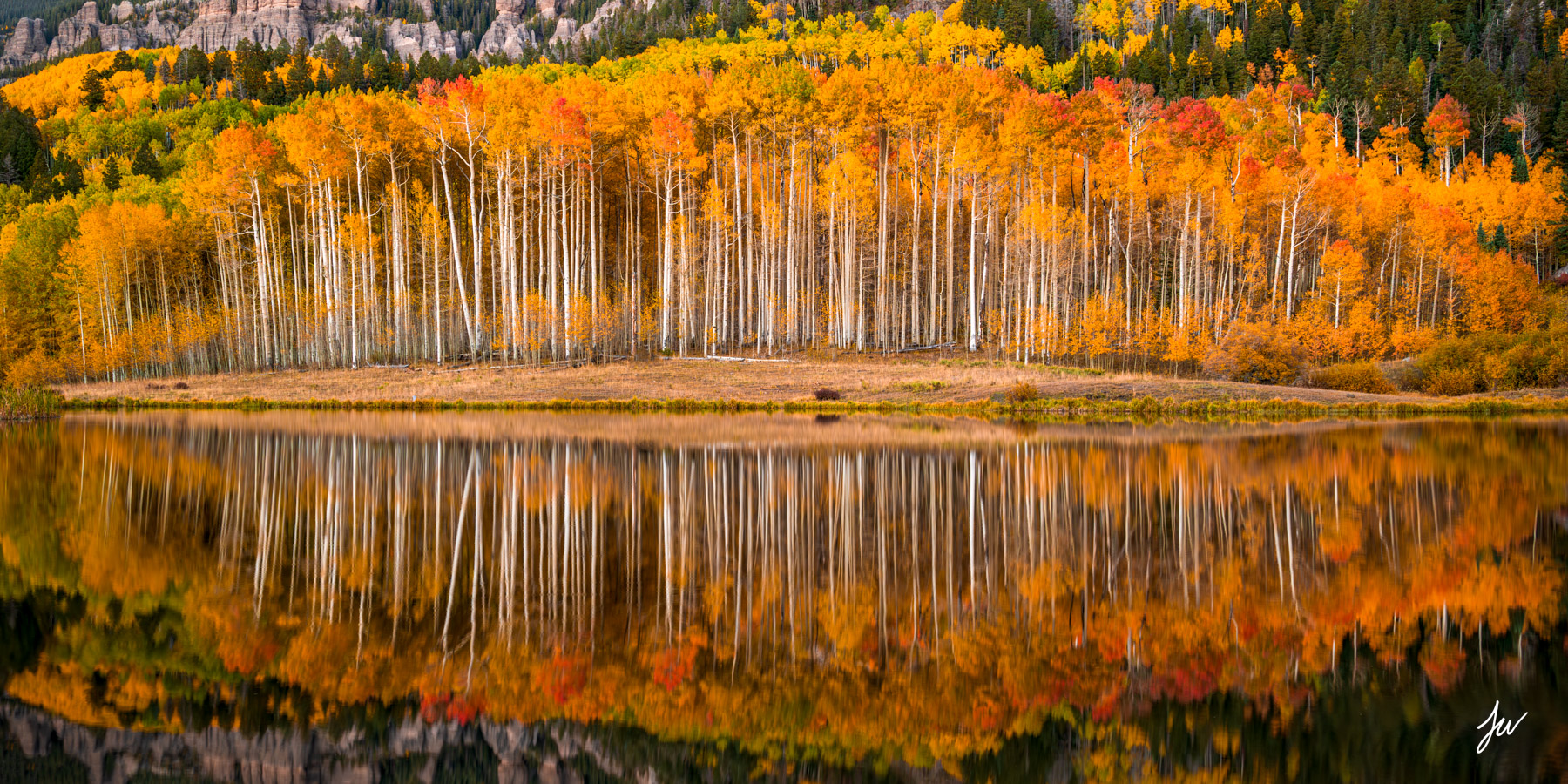 Aspens reflected in a lake in the fall in Colorado.