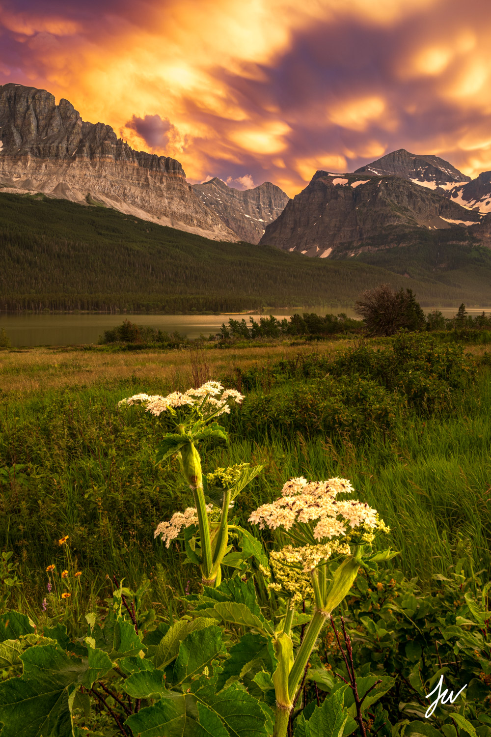 Wildflower Sunset in Glacier National Park, Montana. 