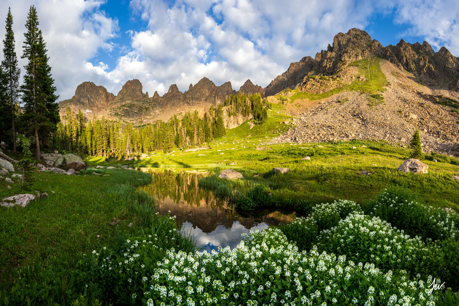 Gore Range wildflowers in Colorado.