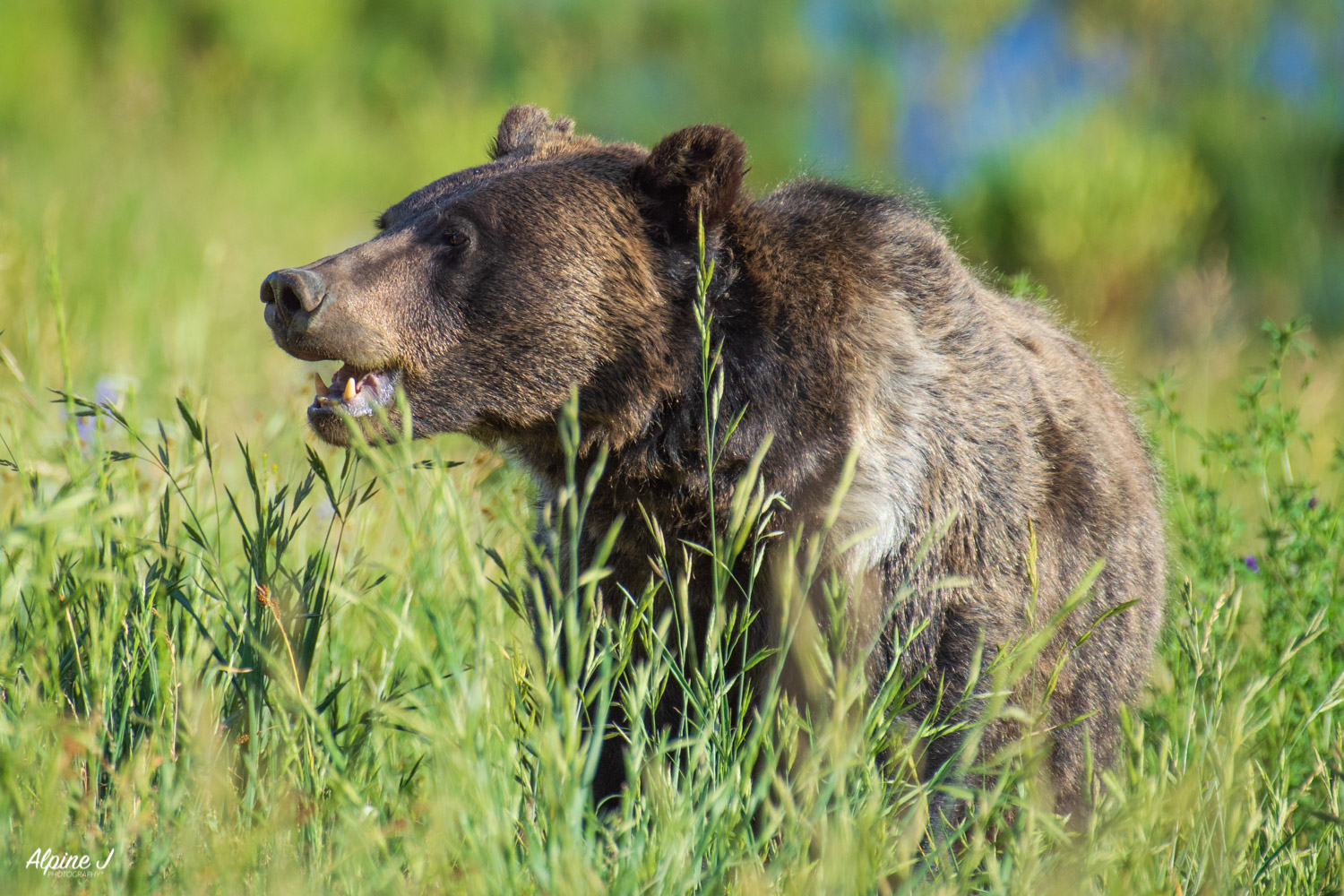 Grizzly bear roaming the brush in Wyoming.