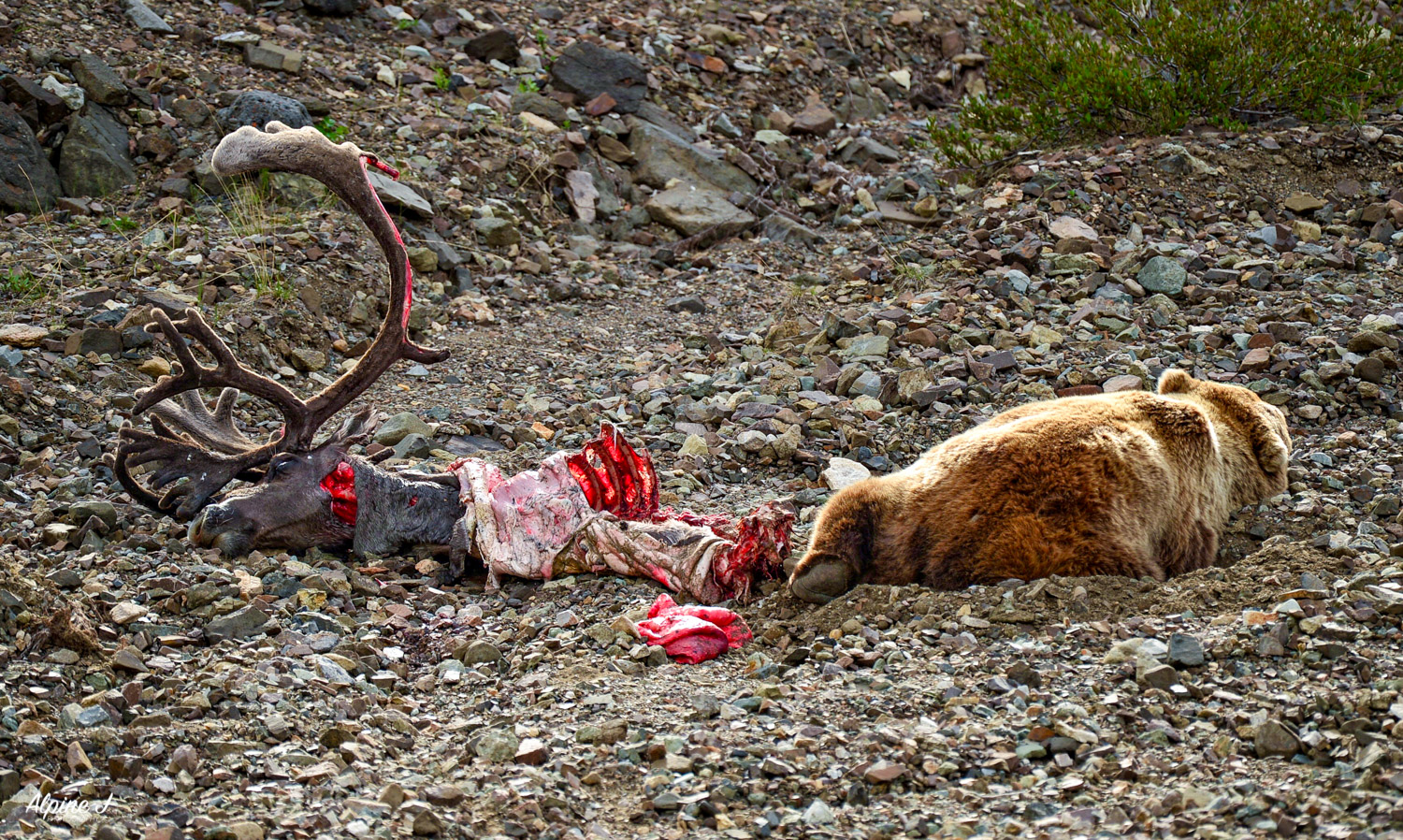 Grizzly bear and caribou in Denali Park in Alaska.