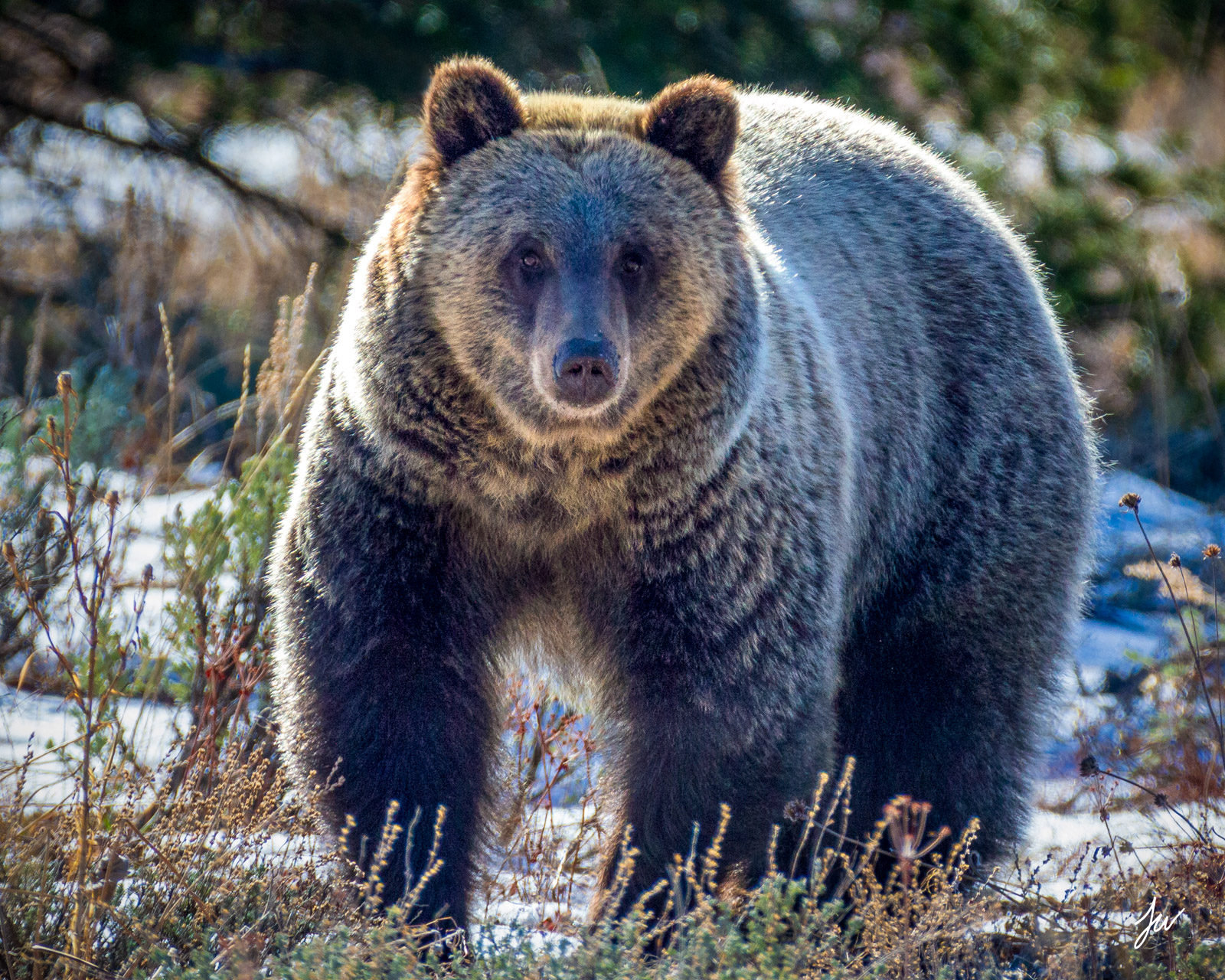 Grizzly bear close up in Grand Teton National Park, Wyoming.