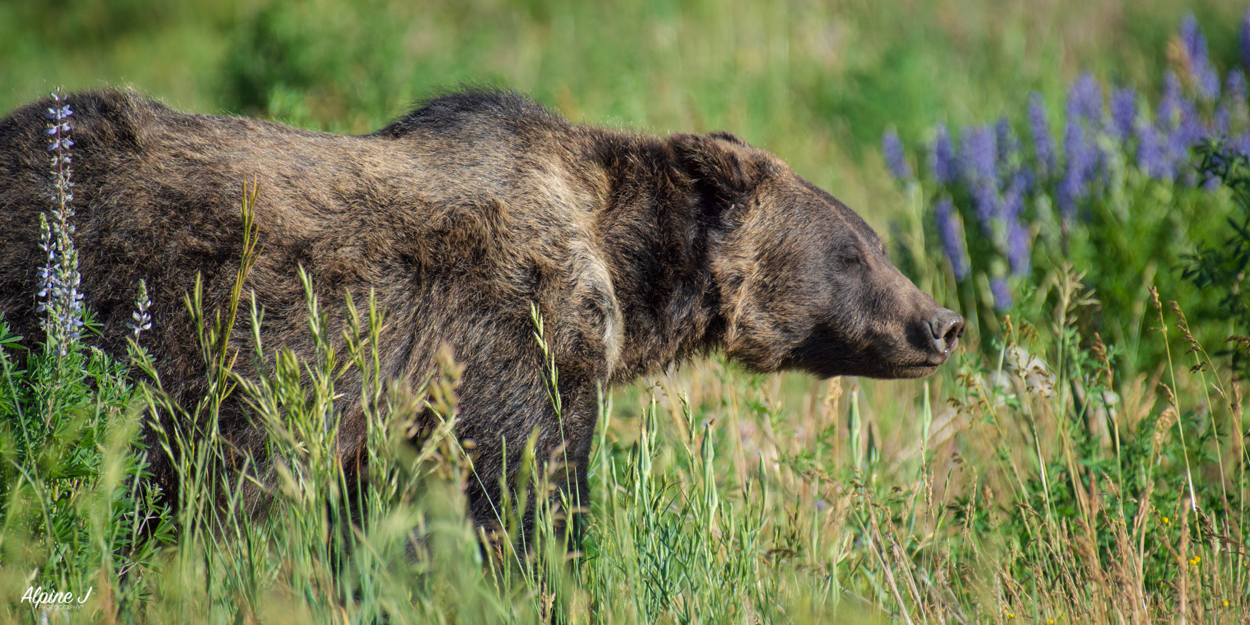 Grizzly bear in Wyoming.