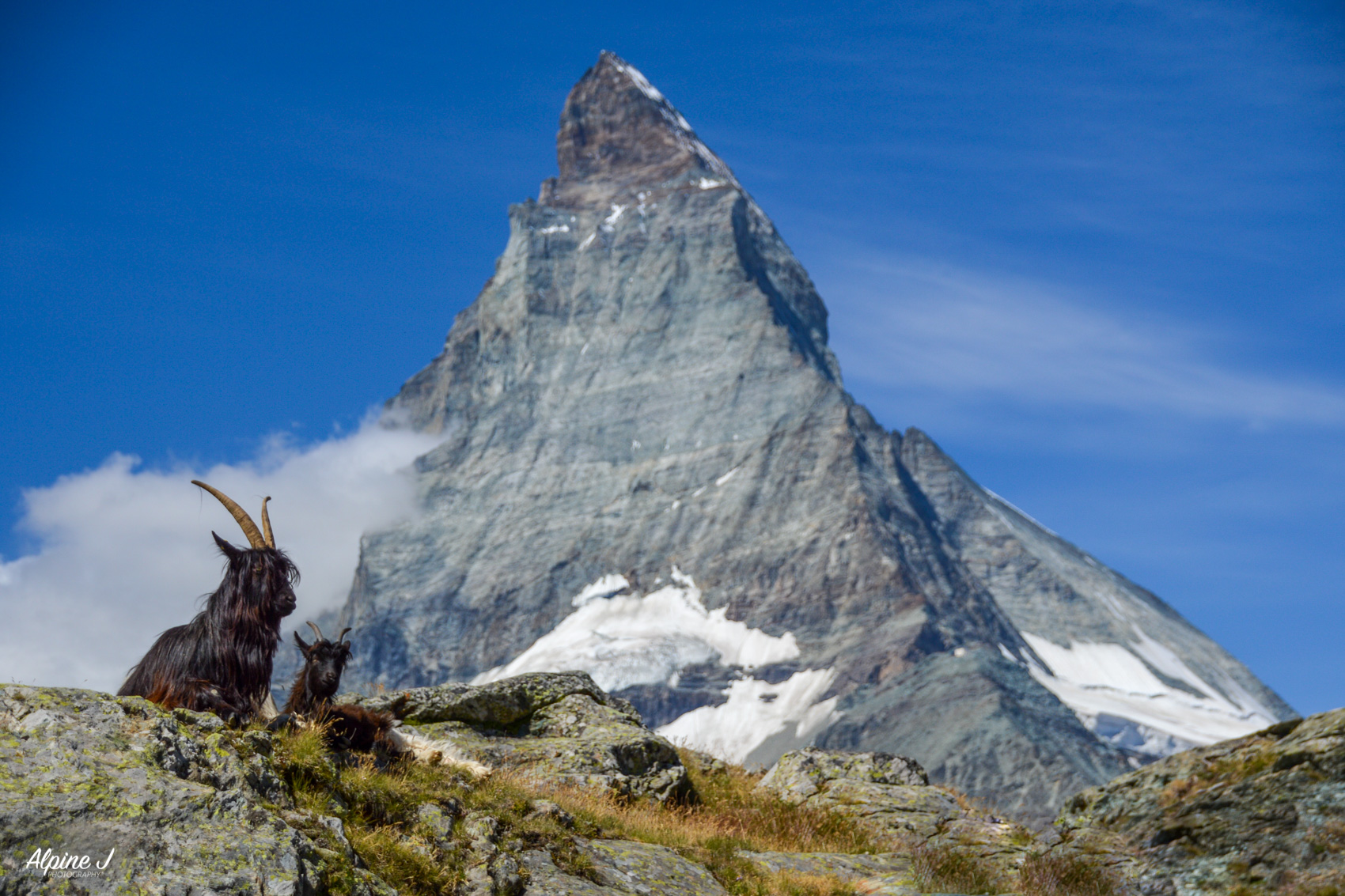 Goats sit in front of Matterhorn in Switzerland. 