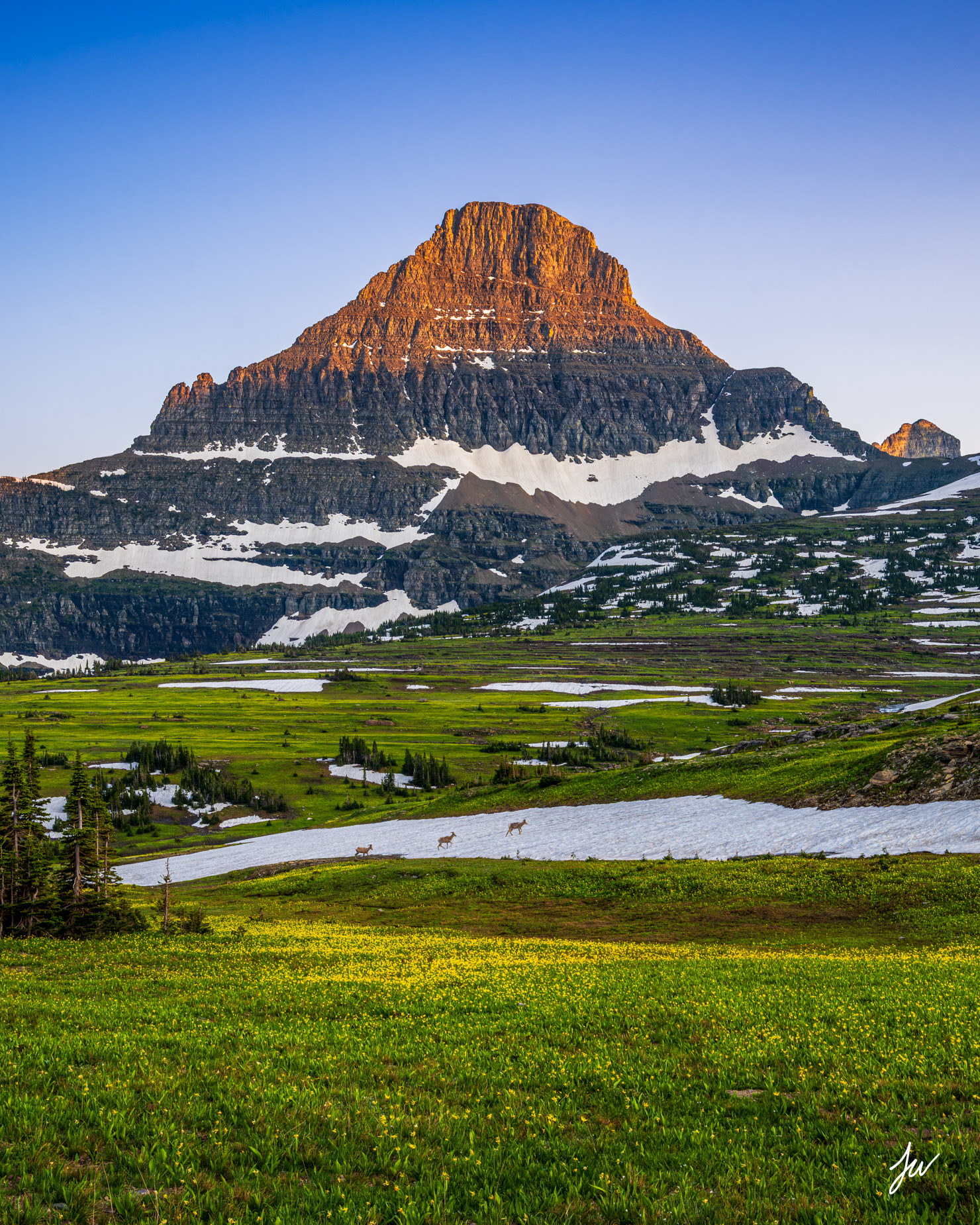 Summer at Logan Pass (Vertical) Summer lilies at Logan Pass in Glacier National Park.